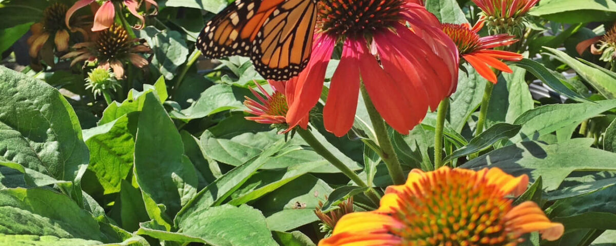 native plants landscaping