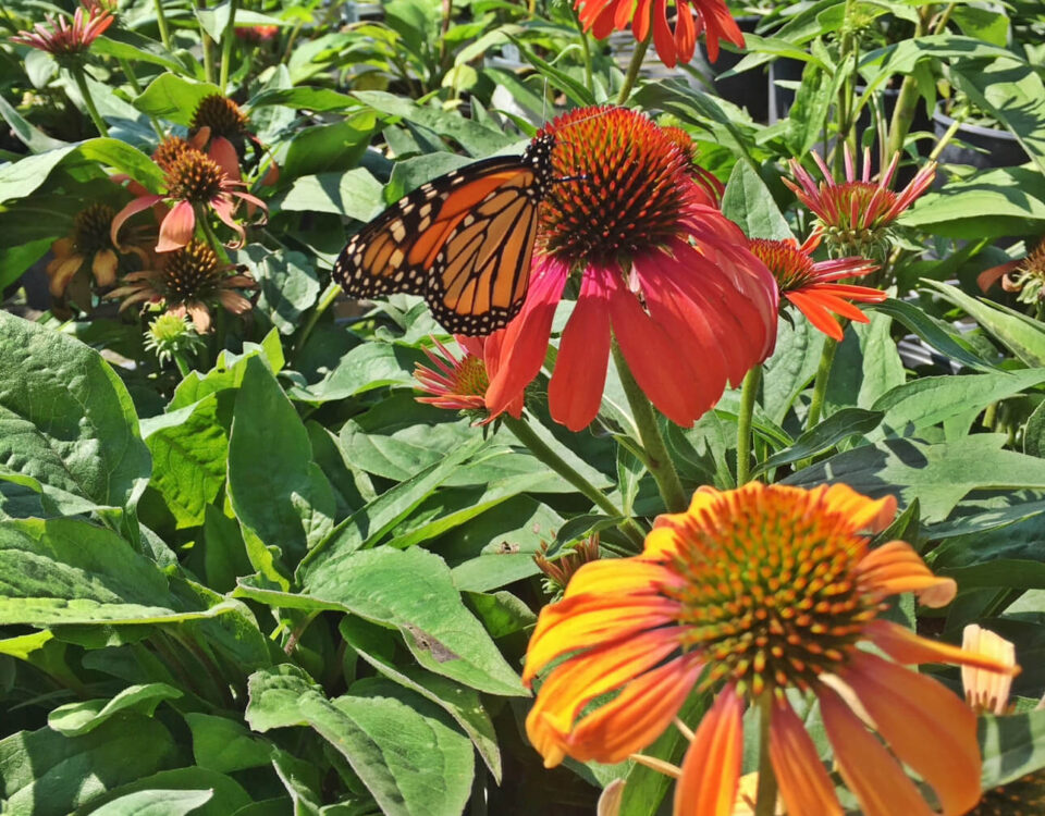 native plants landscaping